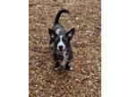 Adopt Eddy a Black - with White Terrier (Unknown Type, Small) / Mixed Breed