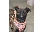 Adopt Kennedy a Brindle Plott Hound / Mixed dog in Medfield, MA (41023601)