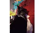 Adopt Mina MS a All Black Domestic Shorthair / Domestic Shorthair / Mixed cat in