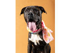 Adopt Sparrow/Dior a Brindle American Pit Bull Terrier / Mixed dog in Atlanta