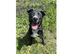Adopt Jeffrey a Black - with White Border Collie / Mixed dog in Ossining