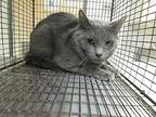 Gregory Domestic Shorthair Adult Male