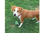 Adopt Lucille a Red/Golden/Orange/Chestnut - with White Beagle / Mixed dog in