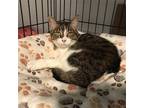 Adopt Lacie a Brown Tabby Domestic Shorthair / Mixed (short coat) cat in