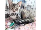 Adopt Jerry a Brown Tabby American Shorthair (short coat) cat in Fort Myers