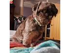 Adopt Sydney a Brown/Chocolate Shih Tzu / Mixed dog in Maryville, IL (41023413)