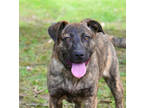 Adopt Kara a Brindle Plott Hound / Mixed Breed (Medium) / Mixed (short coat) dog