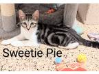 Adopt Sweetie Pie a Black & White or Tuxedo American Shorthair (short coat) cat