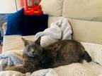Adopt Willow a Gray or Blue (Mostly) Russian Blue / Mixed (medium coat) cat in