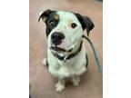 Adopt Lloyd a White American Pit Bull Terrier / Mixed dog in Aberdeen