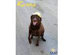 Adopt Kenna a Brown/Chocolate Labrador Retriever / Australian Shepherd / Mixed