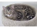 Adopt Water Lily a Brown Tabby Domestic Shorthair / Mixed Breed (Medium) / Mixed
