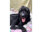 Adopt PETEY a Black Labradoodle / Mixed dog in Port Clinton, OH (41022984)