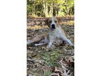 Adopt Butch a Red/Golden/Orange/Chestnut Mixed Breed (Small) / Mixed dog in