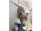 Adopt Lena a Gray/Blue/Silver/Salt & Pepper Mixed Breed (Large) / Mixed dog in