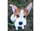 Adopt Pickles a White - with Tan, Yellow or Fawn Australian Cattle Dog / Mixed