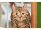 Adopt Penelope a Domestic Shorthair / Mixed (short coat) cat in West Union