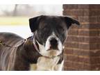 Adopt Little Lady Sponsored a Boxer / Bullmastiff / Mixed dog in West Union