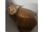 Adopt Morris a Domestic Shorthair / Mixed (short coat) cat in Pittsfield