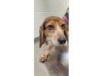 Adopt Peter a Tricolor (Tan/Brown & Black & White) Beagle / Mixed dog in Orange
