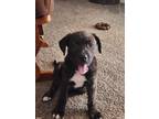 Adopt Nitro a Brindle American Pit Bull Terrier / Mixed dog in Wichita Falls