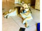 Adopt Ralph a Tricolor (Tan/Brown & Black & White) German Shepherd Dog / Belgian
