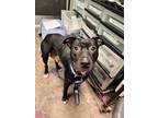 Adopt Deborah a Black Labrador Retriever / American Staffordshire Terrier /