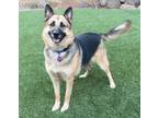 Adopt Luna a Black - with Tan, Yellow or Fawn German Shepherd Dog / Mixed dog in