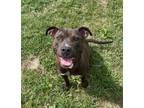 Adopt DB a Brown/Chocolate American Pit Bull Terrier / Mixed Breed (Medium) /