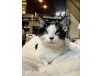 Adopt Winnie a Black & White or Tuxedo Domestic Shorthair (short coat) cat in
