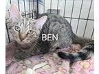 Adopt Ben a Brown Tabby American Shorthair (short coat) cat in Fort Myers Beach