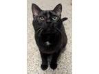 Adopt Falconer (Barn Cat or Indoor/Outdoor) a All Black Domestic Shorthair /