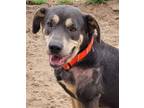 Adopt Bruno a Brown/Chocolate - with White Rottweiler / Mixed Breed (Medium) /