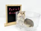 Adopt Paris a Blonde Hamster small animal in Camarillo, CA (41022052)