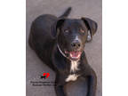 Adopt Theo a Black Retriever (Unknown Type) / Mixed dog in Toccoa, GA (40985752)