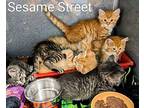 Sesame Street Litter Domestic Shorthair Kitten Male