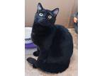 Adopt Tao a All Black Domestic Shorthair (short coat) cat in St.
