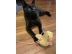 Adopt Peppermint Pentridge a All Black Domestic Shorthair (short coat) cat in