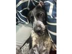Adopt Oreo a Black - with White German Shorthaired Pointer / Mixed dog in