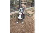 Adopt Barnabas a Black - with Gray or Silver American Pit Bull Terrier / Hound