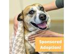 Adopt Jezzy a Tan/Yellow/Fawn Boxer / Mixed dog in Portola, CA (33004704)