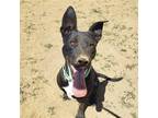 Adopt Lydia a Black - with White Border Collie / American Staffordshire Terrier
