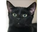 Adopt Greg a All Black Domestic Shorthair (short coat) cat in Huntley