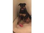 Adopt Bingo a Black - with Tan, Yellow or Fawn Rottweiler / Mixed dog in Van