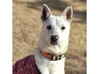 Adopt Jennie a White - with Tan, Yellow or Fawn Jindo / Mixed dog in Calgary