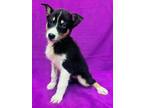 Adopt Lee Loo a Tan/Yellow/Fawn - with White Collie / Mixed dog in Waldorf