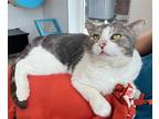 Adopt Chandler a Domestic Shorthair / Mixed (short coat) cat in Monroe