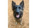 Adopt Willow a German Shepherd Dog / Mixed dog in Seattle, WA (40133591)