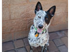 Adopt Rocky *Good with dogs and people* a Black Australian Cattle Dog / Mixed