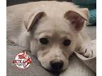Adopt Jazz a White - with Tan, Yellow or Fawn Mixed Breed (Medium) / Mixed dog